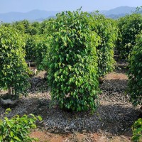 庭院风景树 多种规格供应 垂叶榕柱绿化苗 树形优美 常绿乔木 精品造型