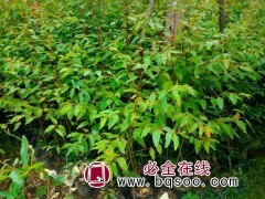 桉树