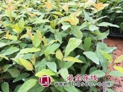 桉树