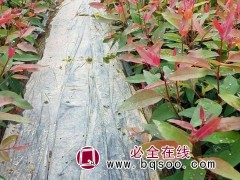 桉树