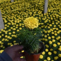 万寿菊 浩田温室 一年生草本植物 花期长 观赏价值高 青州花卉基地