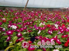长春花