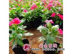 优质长春花容器苗 多色天天开盆栽 时令草花 市政组摆花卉图1