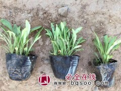 金鸡菊