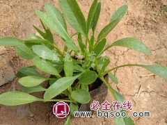 金鸡菊