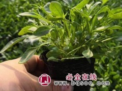 金鸡菊