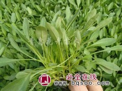 金鸡菊