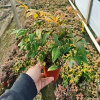 火焰南天竹花卉供应 秀霖花海基地培育 小区公园绿化使用