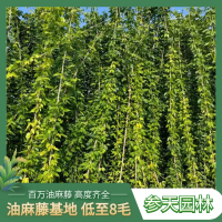 油麻藤 常春藤种植基地 高度80cm到200cm 藤本直立绿植 参天园林