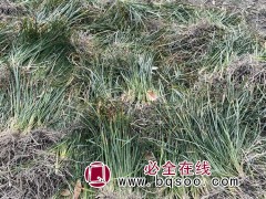 兰花三七