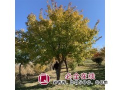 丛生五角枫 根系发达树形优美 造园斜飘树 欢迎实地选树图1