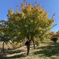 丛生五角枫 根系发达树形优美 造园斜飘树 欢迎实地选树