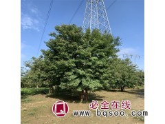 丛生元宝枫5-8分枝造园树 东北五角枫大树 规格全 全国发货图1