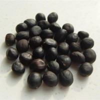 中川牡丹 α亚麻酸含量高达40% 种子 榨油 油用牡丹种籽