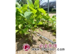 50公分高八仙花绣球八仙花苗花坛庭院种植静怡苗木 沭阳苗木图1