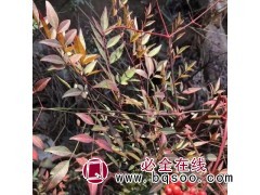 红叶南天竹丛生盆栽 秋冬季地栽观叶绿化苗木红天竹图1