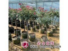 基地直售树桩月季花苗 盆栽月季苗 量大有优惠 欢迎基地考察图1