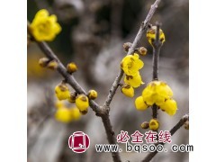 腊梅 绿广园林 低分枝素心腊梅树 庭院绿化花卉苗木 冬季开花图1