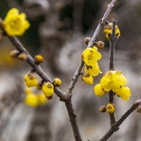 腊梅 绿广园林 低分枝素心腊梅树 庭院绿化花卉苗木 冬季开花