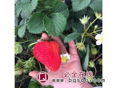 红颜草莓苗 脱毒培育 20天假植苗 大叶红颜99 祥顺苗木图1