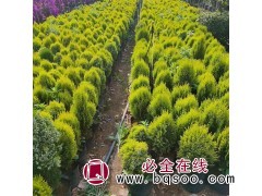 文国种植园供应洒金柏 城市绿化苗木 可净化空气 耐力好易养活图1