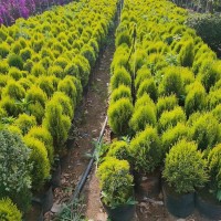 文国种植园供应洒金柏 城市绿化苗木 可净化空气 耐力好易养活