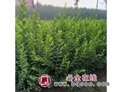 唐山卫矛 遵化卫矛 唐山水蜡 遵化水蜡 唐山金叶女贞图1