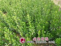 唐山卫矛 遵化卫矛 唐山水蜡 遵化水蜡 唐山金叶女贞图2