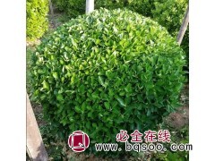 唐山卫矛 遵化卫矛 唐山水蜡 遵化水蜡 唐山金叶女贞图3