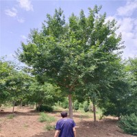 天宇绿化丛生五角枫2.5米苗木易成活根系茂盛木材坚硬厂家