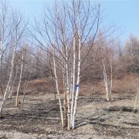 落叶乔木丛生白桦树 供应绿化树苗园林绿化常选树种