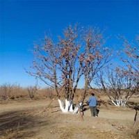 大规模种植丛生蒙古栎 常年供应发货快树形好 蒙古栎