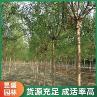 昱盛 国槐 8-20公分 露天栽培 基地直发 易成活 行道树