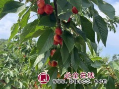 樱桃树