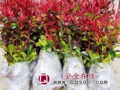 红叶石楠
