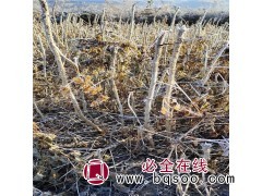 桓仁刺嫩芽苗批发 刺嫩芽苗价格 刺嫩芽苗培育基地图1