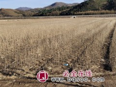 黄檗