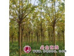 12公分梓树 道路绿化易于成活 金丝楸树基地 畅春苗木图1