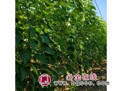 楸树小苗2-3公分金丝楸树 材质密实 树干笔直 绿化材质两用图1