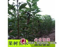水蜜桃土岐苹果树苗供应 硬度大高产抗逆 南方北方田地种植图1