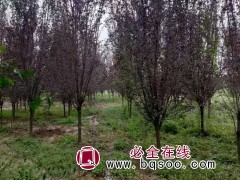 红叶李