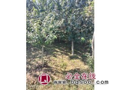 丛生腊梅嫁接 地栽腊梅树苗冬季观花植物 微利园林基地直供图1