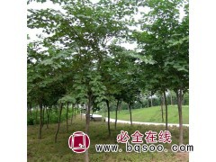 微利 巨紫荆种植基地 1-15公分 工程绿化树 冠型优美图1