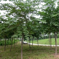 微利 巨紫荆种植基地 1-15公分 工程绿化树 冠型优美