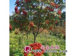 百花花楸 夏季观花 冬季赏果 小区庭院绿化树苗 彦涛苗圃直供图1