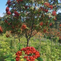 百花花楸 夏季观花 冬季赏果 小区庭院绿化树苗 彦涛苗圃直供