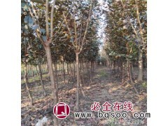 绿化行道2公分红叶李 3公分紫叶李 4公分太阳李 无病虫害图1