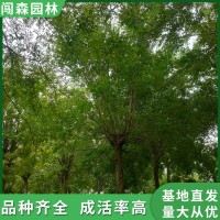 25公分精品皂角 株距大 树形好 多用途绿化树皂荚 管理方法