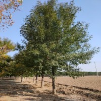 15公分白蜡 2.6米分枝 露地栽植 好管理 园林工程湿地绿化行道树