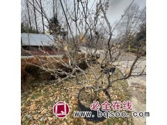 腊梅 低分枝素心腊梅树 庭院绿化花卉苗木 冬季开花 康博园林图1